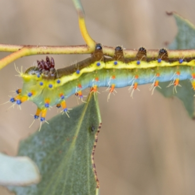 Opodiphthera eucalypti (Emperor Gum Moth) at Rendezvous Creek, ACT - 12 Mar 2023 by SWishart