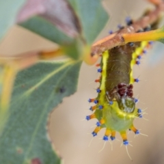 Opodiphthera eucalypti at Rendezvous Creek, ACT - 12 Mar 2023