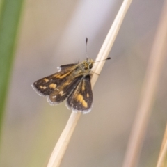 Taractrocera papyria (White-banded Grass-dart) at Rendezvous Creek, ACT - 12 Mar 2023 by SWishart