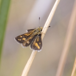 Taractrocera papyria at Rendezvous Creek, ACT - 12 Mar 2023 02:57 PM