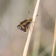 Taractrocera papyria at Rendezvous Creek, ACT - 12 Mar 2023 02:57 PM