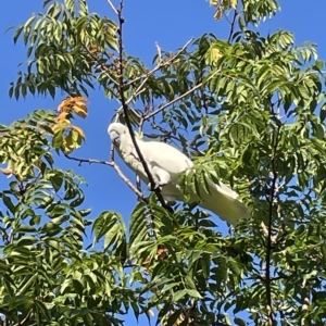 Cacatua galerita at Jerrabomberra, NSW - 12 Mar 2023