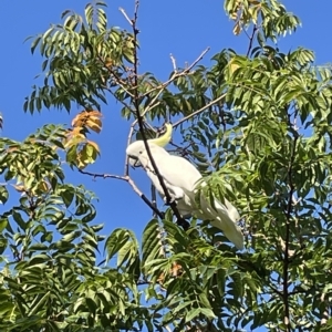 Cacatua galerita at Jerrabomberra, NSW - 12 Mar 2023