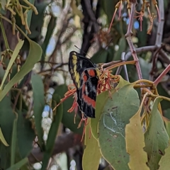 Delias harpalyce (Imperial Jezebel) at Mount Majura - 12 Mar 2023 by AniseStar