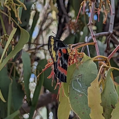 Delias harpalyce (Imperial Jezebel) at Hackett, ACT - 12 Mar 2023 by AniseStar