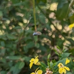 Amegilla sp. (genus) (Blue Banded Bee) at Watson, ACT - 12 Mar 2023 by AniseStar