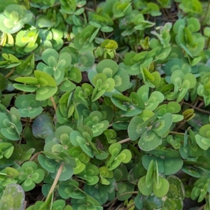 Marsilea mutica at Hackett, ACT - 12 Mar 2023