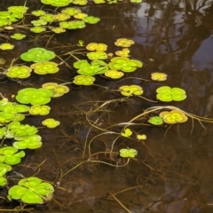 Marsilea mutica at Hackett, ACT - 12 Mar 2023