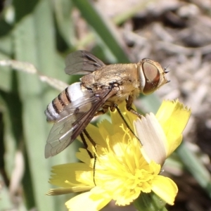 Balaana sp. (genus) at Murrumbateman, NSW - 12 Mar 2023 01:15 PM