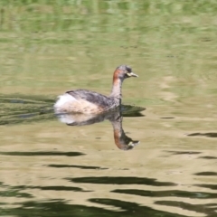 Tachybaptus novaehollandiae (Australasian Grebe) at Acton, ACT - 12 Mar 2023 by RodDeb