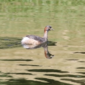 Tachybaptus novaehollandiae at Acton, ACT - 12 Mar 2023