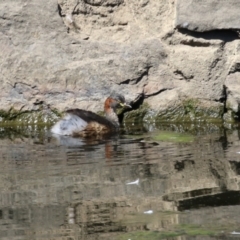 Tachybaptus novaehollandiae at Acton, ACT - 12 Mar 2023