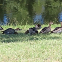 Chenonetta jubata (Australian Wood Duck) at Acton, ACT - 12 Mar 2023 by RodDeb