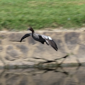 Chenonetta jubata at Acton, ACT - 12 Mar 2023 11:28 AM