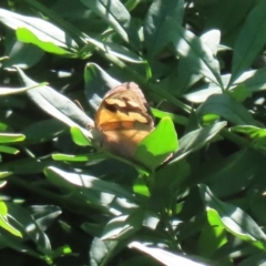 Heteronympha merope (Common Brown Butterfly) at Sullivans Creek, Acton - 12 Mar 2023 by RodDeb