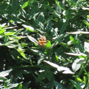 Heteronympha merope at Acton, ACT - 12 Mar 2023