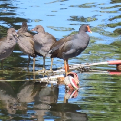 Gallinula tenebrosa (Dusky Moorhen) at Sullivans Creek, Acton - 12 Mar 2023 by RodDeb