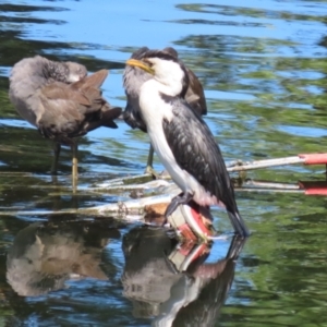 Microcarbo melanoleucos at Acton, ACT - 12 Mar 2023