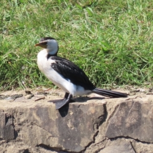 Microcarbo melanoleucos at Acton, ACT - 12 Mar 2023