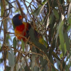 Trichoglossus moluccanus (Rainbow Lorikeet) at Acton, ACT - 12 Mar 2023 by RodDeb