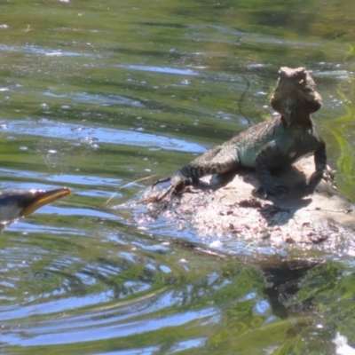 Intellagama lesueurii howittii (Gippsland Water Dragon) at Sullivans Creek, Acton - 12 Mar 2023 by RodDeb