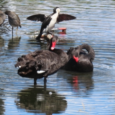 Cygnus atratus (Black Swan) at Sullivans Creek, Acton - 12 Mar 2023 by RodDeb