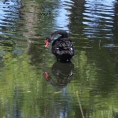 Cygnus atratus at Acton, ACT - 12 Mar 2023