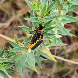 Chauliognathus lugubris at Gundaroo, NSW - 12 Mar 2023