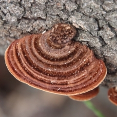 Phaeotrametes decipiens (A Polypore) at Moruya, NSW - 12 Mar 2023 by LisaH