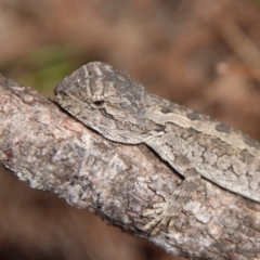 Amphibolurus muricatus (Jacky Lizard) at Moruya, NSW - 12 Mar 2023 by LisaH