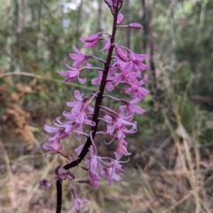 Dipodium roseum (Rosy Hyacinth Orchid) at Paddys River, ACT - 12 Mar 2023 by Rebeccajgee