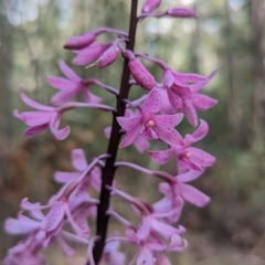 Dipodium roseum at Paddys River, ACT - suppressed