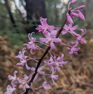 Dipodium roseum at Paddys River, ACT - 12 Mar 2023