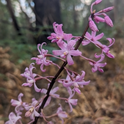 Dipodium roseum (Rosy Hyacinth Orchid) at Paddys River, ACT - 12 Mar 2023 by Rebeccajgee