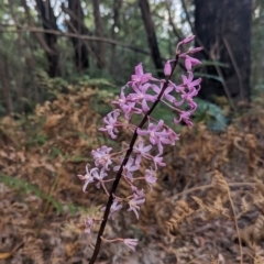 Dipodium roseum at Paddys River, ACT - 12 Mar 2023