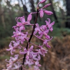 Dipodium roseum at Paddys River, ACT - 12 Mar 2023