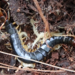 Unverified Centipede (Chilopoda) by LisaH