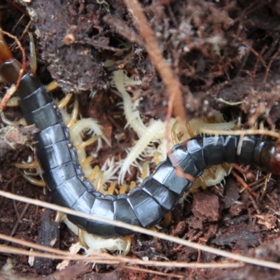 Unverified Centipede (Chilopoda) by LisaH