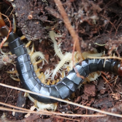 Unidentified Centipede (Chilopoda) at Moruya, NSW - 11 Mar 2023 by LisaH