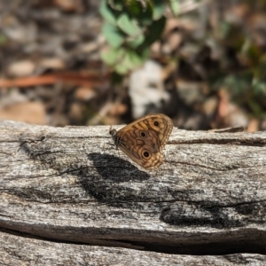 Geitoneura acantha at Paddys River, ACT - 12 Mar 2023