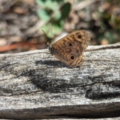 Geitoneura acantha at Paddys River, ACT - 12 Mar 2023