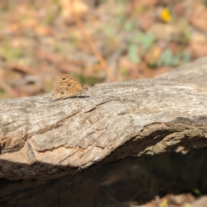 Geitoneura acantha at Paddys River, ACT - 12 Mar 2023