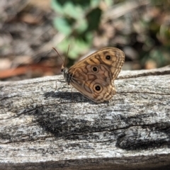 Geitoneura acantha at Paddys River, ACT - 12 Mar 2023