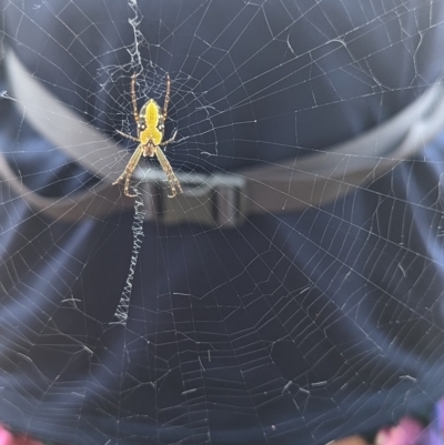 Cyrtophora moluccensis (Tent spider) at Kambah, ACT - 12 Mar 2023 by Rebeccajgee