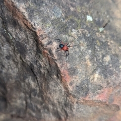 Ambicodamus crinitus (Red-black Spider) at Cotter River, ACT - 12 Mar 2023 by Rebeccajgee