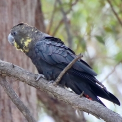 Calyptorhynchus lathami lathami (Glossy Black-Cockatoo) at Moruya, NSW - 11 Mar 2023 by LisaH