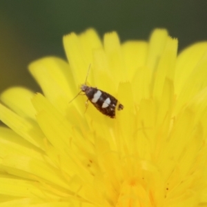 Glyphipterix chrysoplanetis at Mongarlowe, NSW - 10 Mar 2023