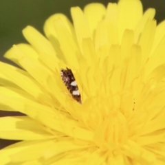 Glyphipterix chrysoplanetis at Mongarlowe, NSW - 10 Mar 2023