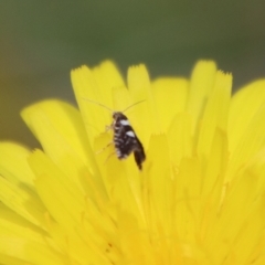 Glyphipterix chrysoplanetis at Mongarlowe, NSW - suppressed