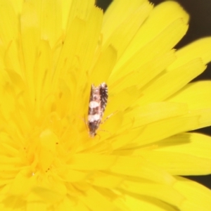 Glyphipterix chrysoplanetis at Mongarlowe, NSW - suppressed